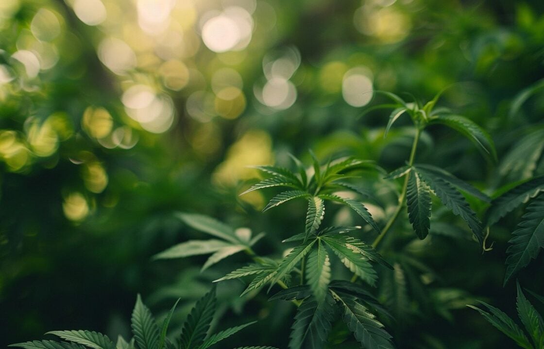 Hybrid Weed